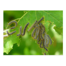 slingra sig caterpillars vykort