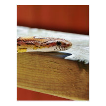 Slithering röd majorm vykort