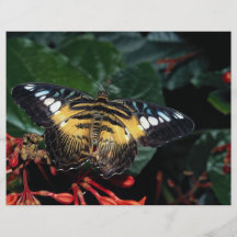 Slösa och gulna triangeln, Graphium sp., Southeast Flyg Blad