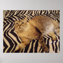 Smak av vildaffischen