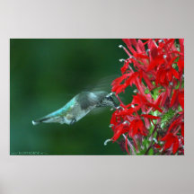 Snabbmat av Another sorterar Print