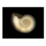Snäcka - Conchology - Nautilus Vykort