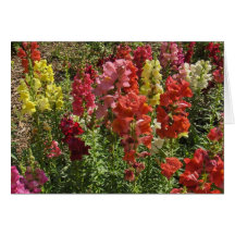 Snapdragons Hälsningskort