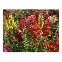 Snapdragons vykort