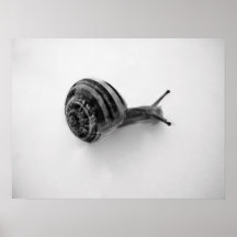 Snigel Affisch
