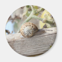 Snigel Kylskåpsnagnet