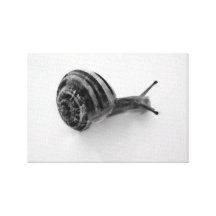 snigel sträckta kanvas tryck
