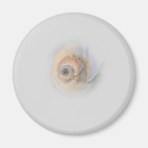 snigelSchnecke Muschel snäcka Kylskåpmagneter
