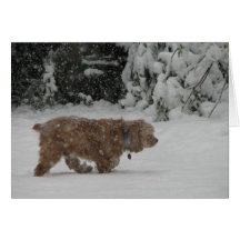 Snöig cockerspanielSpaniel Kort