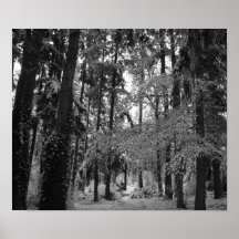 Snöig skogen affischer
