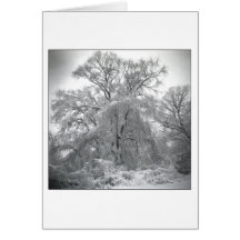 snöre kort