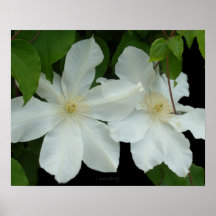 SnövitClematis Print