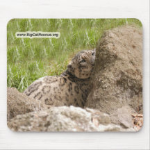 SnowLeopardBCR001-BCR Musmatta