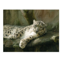 SnowLeopardBCR004 Vykort