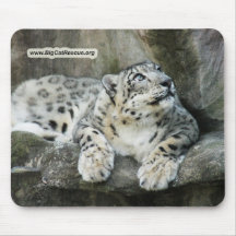 SnowLeopardBCR005-BCR Musmatta