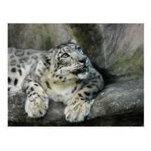 SnowLeopardBCR006 Vykort