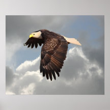 SOARING ÖRN AFFISCHER