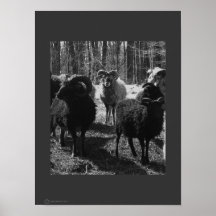 SOAY X RAMMAR AFFISCH