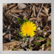 Solig blomma posters