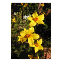 Solig gula blommor. Bidens. Visitkort Mallar