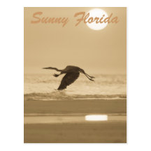 Soliga Florida Vykort