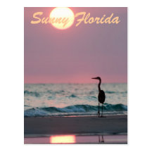 Soliga Florida Vykort