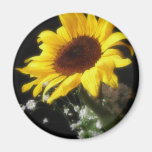 Solros 7 magneter