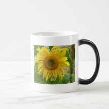 Solros - mugg