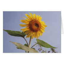 Solrosblomman noterar kortet