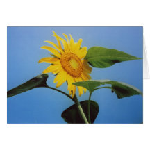 Solrosblomman noterar kortet