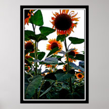 solrosor print