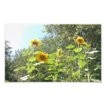 Solrostryck Foto