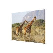 Somalisk giraff, Reticulated giraff, Giraffa Canvasdukar Med Gallerikvalitet