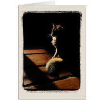 Somaliskt kattSilhouettekort
