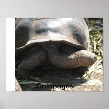 sommar av 2009 163, Galapagos Posters