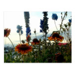 Sommarblommor Vykort
