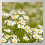 Sommaren blommar i sommar affischer