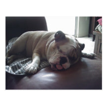 Sömnig bulldogg vykort