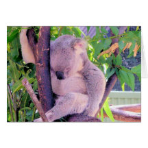 Sömnig Koala Kort