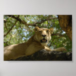 Sömnig Lioness Affisch