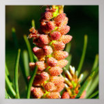 Sörja blommor posters
