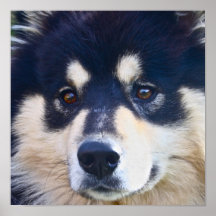 Söt finlandssvensk Lapphund affisch