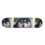 Söt finlandssvensk Lapphund Skateboard