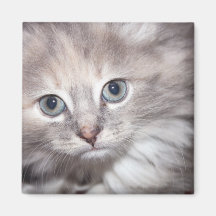 söt kattungemagnet kylskåpsnagnet