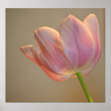 Söt rosa tulpan affisch