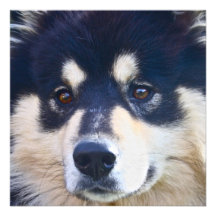 Söta finlandssvenska Lapphund inbjudningar
