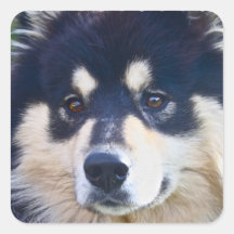 Söta finlandssvenska Lapphund klistermärkear
