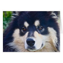 Sött finlandssvenskt Lapphund hälsningkort