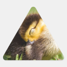 Sova ankan triangle sticker