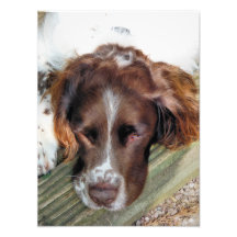 SPANIEL FÖR ENGELSK SPRINGER FOTOGRAFISKT TRYCK